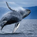 Đâu là eo biển bị gắn mác khu vực tử thần với loài cá voi? - 1